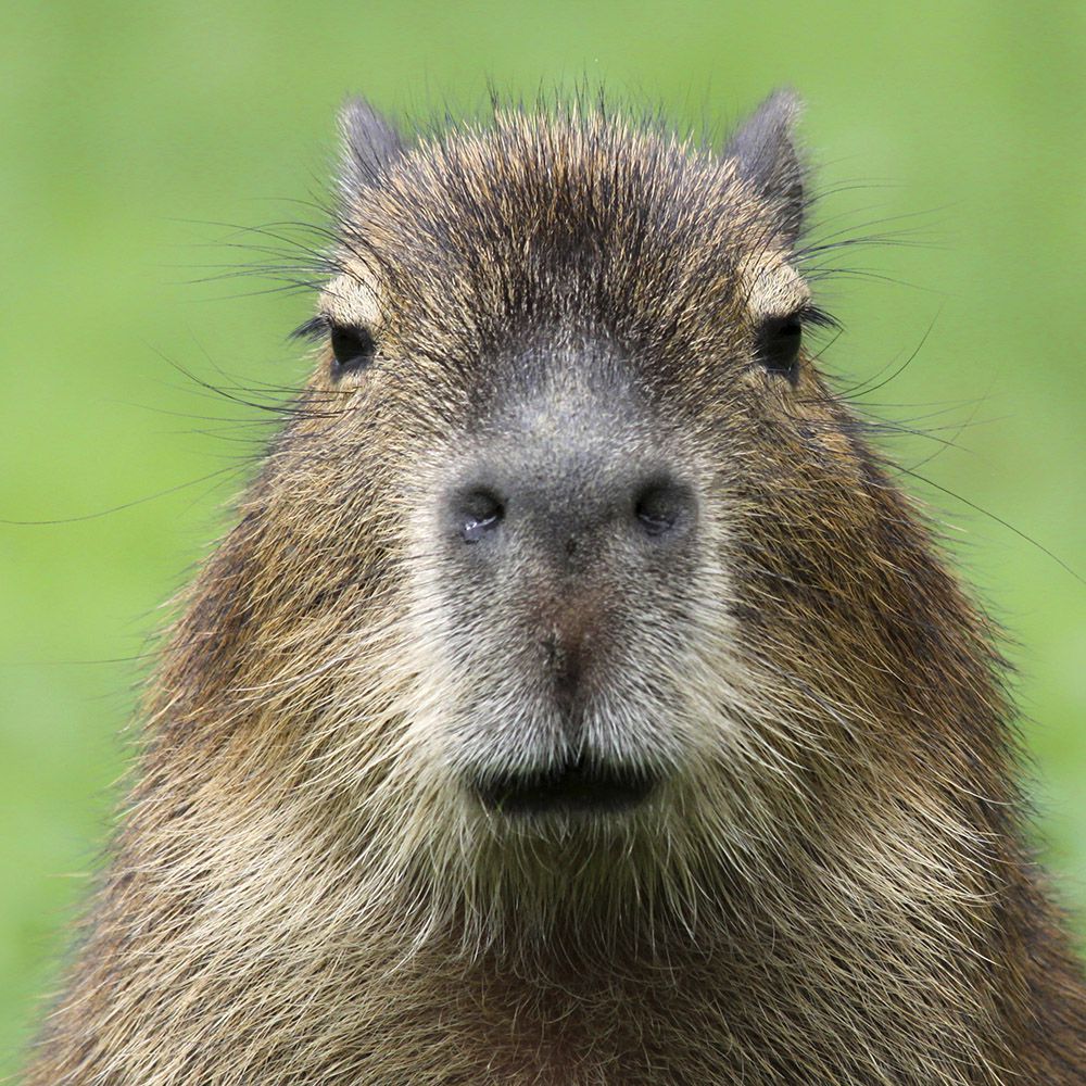 Cappy
